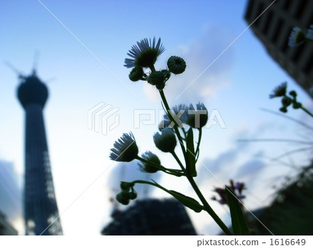 weed, weeds, bloom 1616649