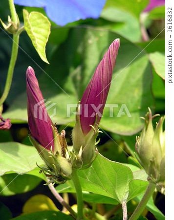 Flowers blooming tomorrow 1616832