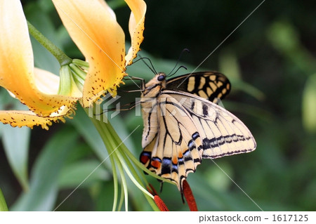 莉莉和蝴蝶蝴蝶 1617125