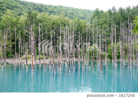 美瑛北海道的藍塘 1617208