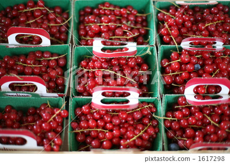 Groseille（紅醋栗） 1617298