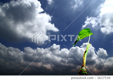 Sky and ornamental plants Sky and ornamental plants 1617530