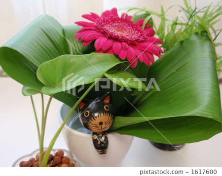 葉傘 葉傘 1617600