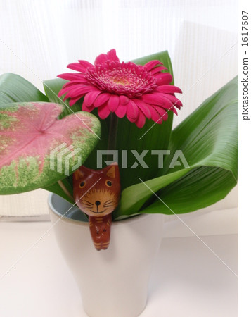 葉傘 葉傘 1617607