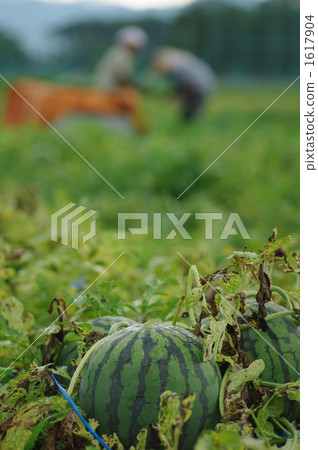 西瓜的收穫 西瓜的收穫 1617904
