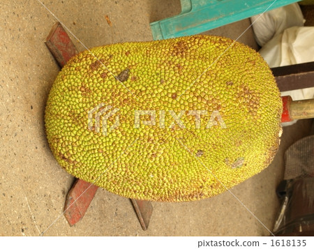 Jackfruit Jackfruit 1618135