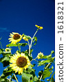 Azure sky sunflower Another summer 1618321