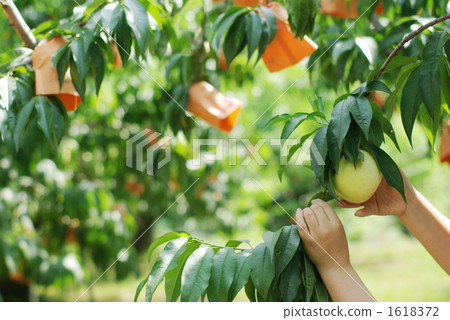 Peach Harvest / Yoko 1 1618372