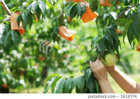 Peach Harvest / Yoko 2 1618374