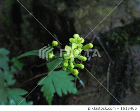 Kim Suza (Kinreika) Designated Plants Kim Suza (Kinreika) Designated Plants 1618466