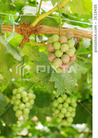 Waiting for coloring 1618486