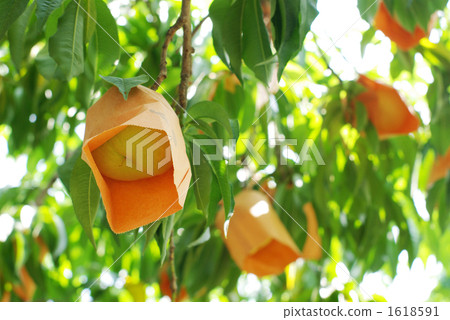 袋裝清水白桃1 /洋子 袋裝清水白桃1 /洋子 1618591