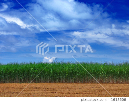 甘蔗田 甘蔗田 1618606