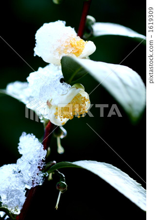 在南方國家的早晨下雪,盛開的冷山茶被凍結了 在南方國家的早晨下雪,盛開的冷山茶被凍結了 1619309
