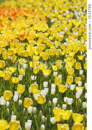 鬱金香 鬱金香花叢 札幌城市 1619788