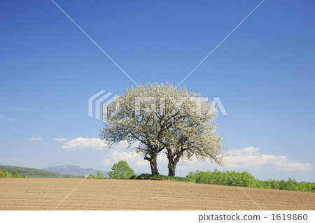 日本木 本木 日本機 1619860