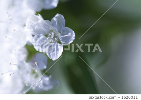 spiraea japonica, shimotsuke, vegetation 1620011