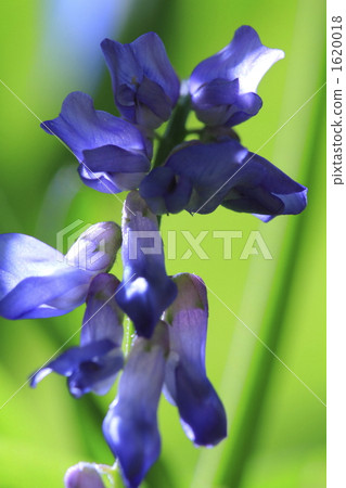 图库照片: 阿尔泰野豌豆 兰花苕子 植物