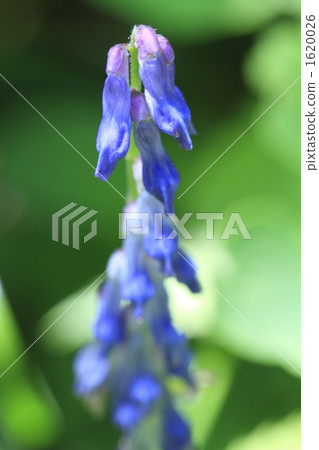 野草 高山植物 舉起 1620026