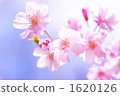 櫻桃樹 1620126
