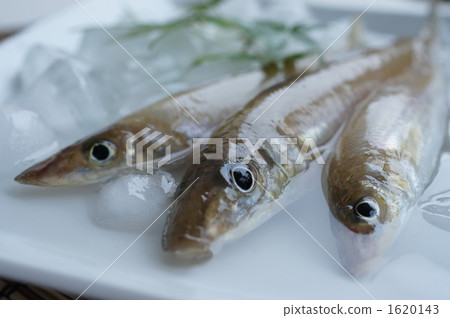 夏季魚吻 夏季魚吻 1620143