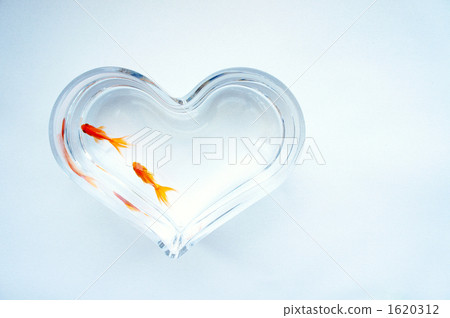 Heart vessel and goldfish 1620312