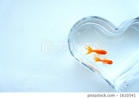 心臟血管和金魚 1620341