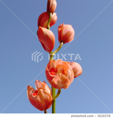 Cymbidium 1620378