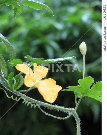 苦瓜的花朵[戶外，特寫，射擊] 1620421