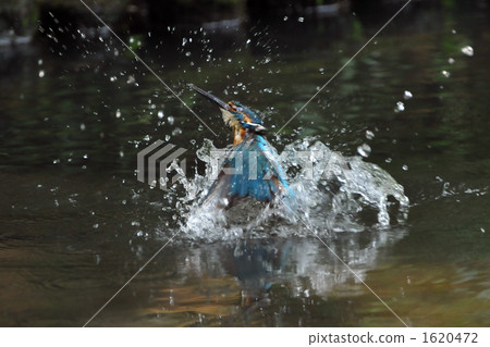 Bathing in a cock 1620472