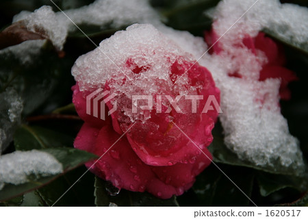 Thawing camellia Thawing camellia 1620517