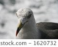 Seagulls that face each other 1620732
