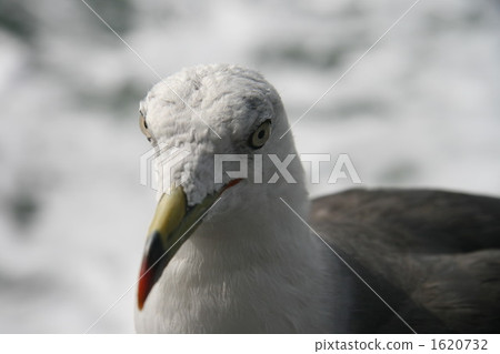 Seagulls that face each other Seagulls that face each other 1620732