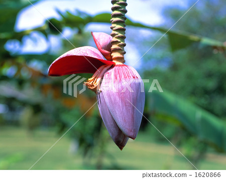 Banana flowers Banana flowers 1620866