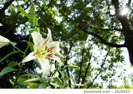 lily, showa memorial park, sunshine filtering through foliage 1620933