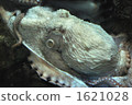 章魚 1621028