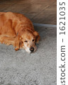 午睡狗 1621035