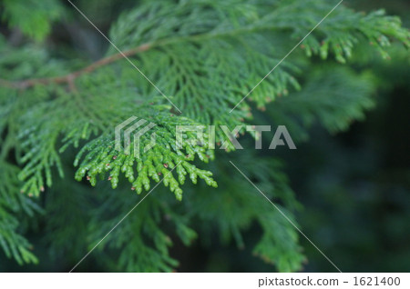 檜木離開 1621400