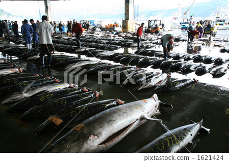 I was invited to the fishing port market in Kesennuma city 1621424