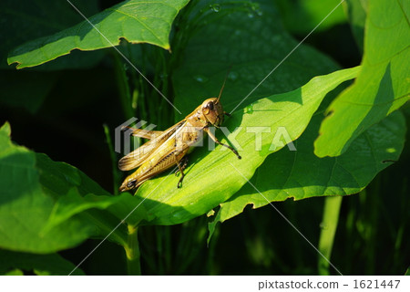 草蝗蟲 草蝗蟲 1621447