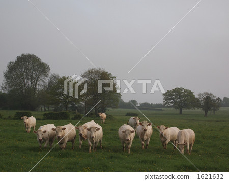 Cattle in the morning sun 1621632