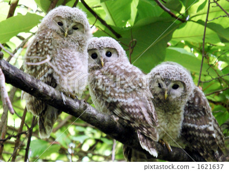 Ezo Oshuku pretty chicks in the mountains of Nopporo Forest Park 1621637