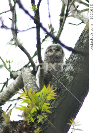 Ezo貓頭鷹爪在Nopporo森林公園山的逗人喜愛的小雞 1621638