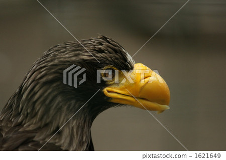 Steller's sea-eagle on a flush ice Steller's sea-eagle on a flush ice 1621649
