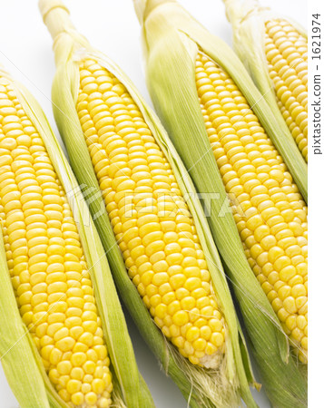 corn  1621974