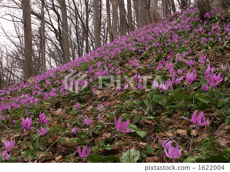 Niseko Arishima katakuri Niseko Arishima katakuri 1622004