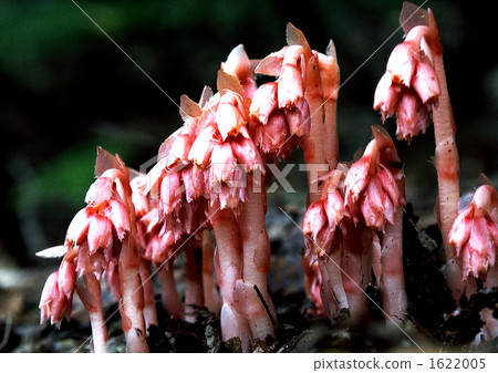 Shakugan with a mysterious appearance 1622005