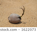 A drifted palm nut 1622073