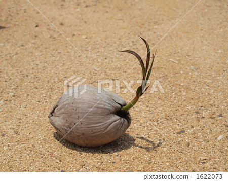 一個漂移的棕櫚堅果 一個漂移的棕櫚堅果 1622073