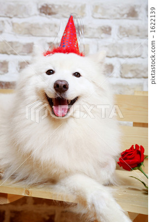 可愛的小狗_2 1622139